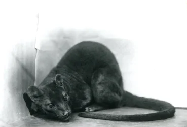 Egy Fossa a londoni állatkertben, 1912. november